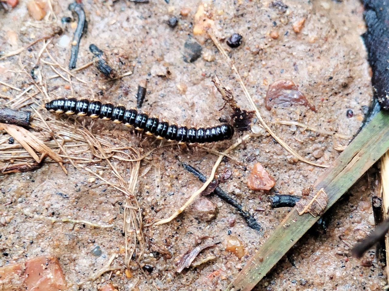 Long-flange millipede