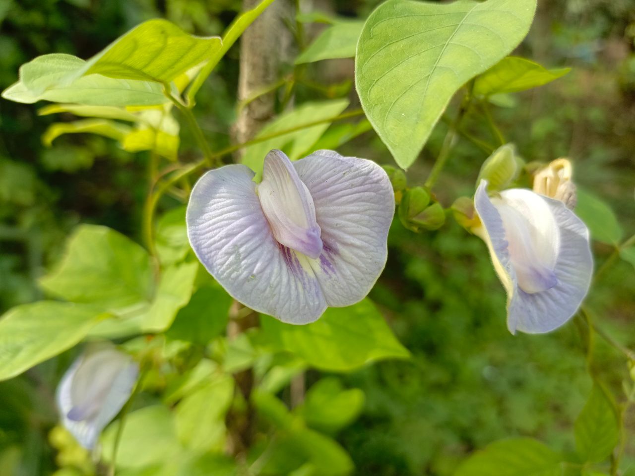 Butterfly flowers in the forest