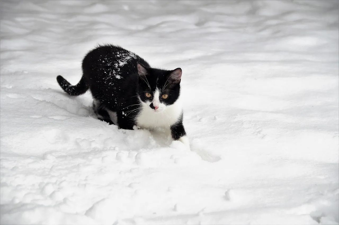 The missing cat