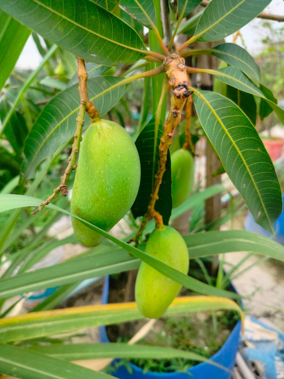 A collection of raw mangoes on the rooftop garden.