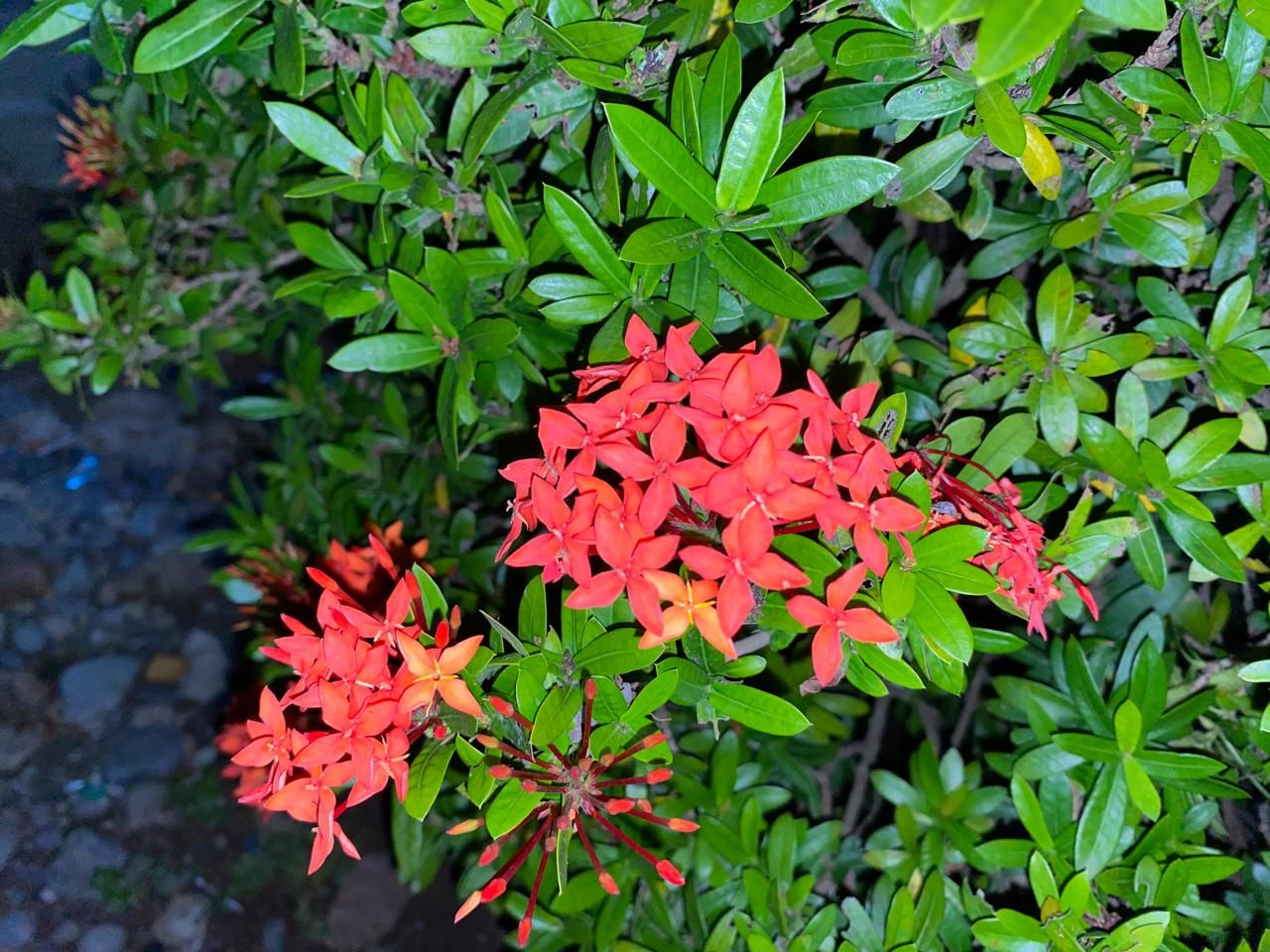 Beautiful flower photography at night