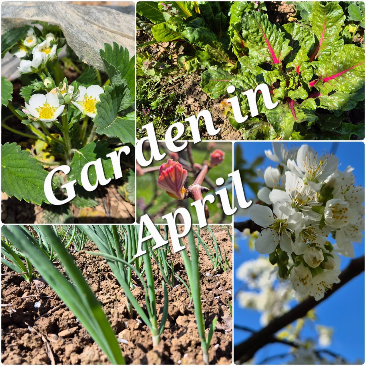 Spring report from the garden