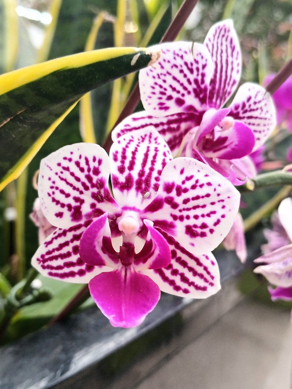 A Family Trip to the Greenhouse