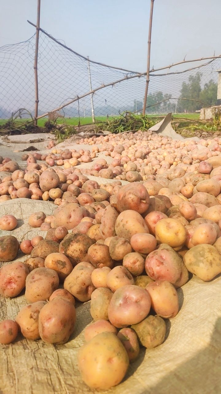 Happiness Grows Underground & Smile: A Joyful Potato Harvest 
