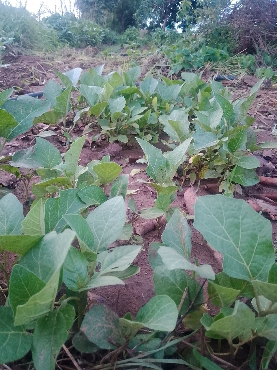 🌿 Garden Progress Update: Early Growth Stage on My Farm