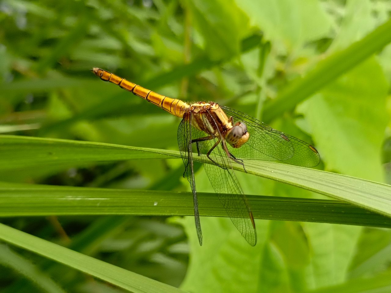 Dragonfly perched on green grass