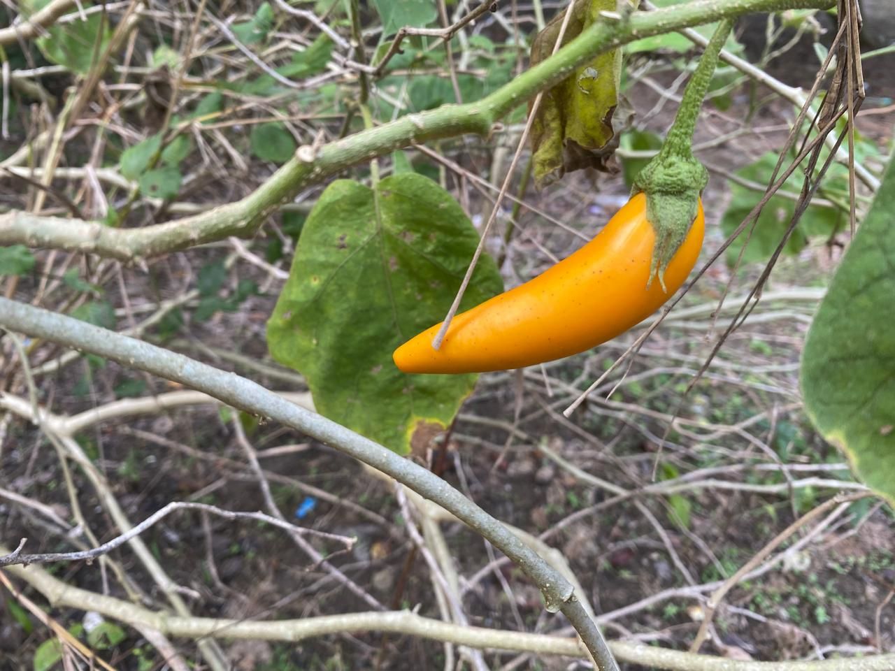 Eggplant fruit and plants 