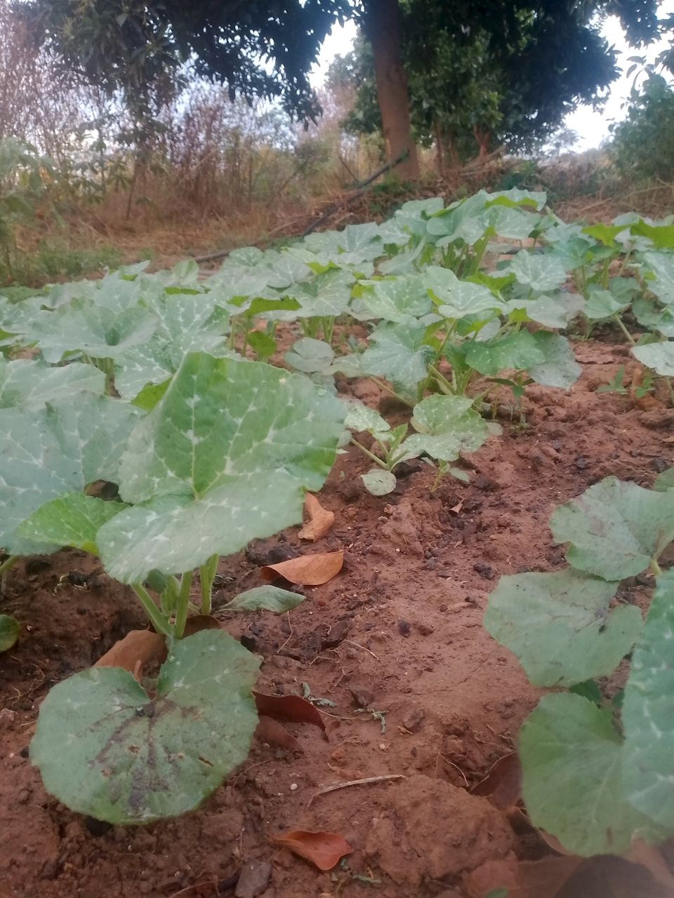 🌱 Early Morning Progress in My Pumpkin Leaves Garden 🌿