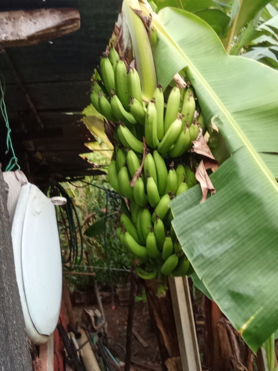 A small update on the plants we have at home thanks to my dad's daily efforts