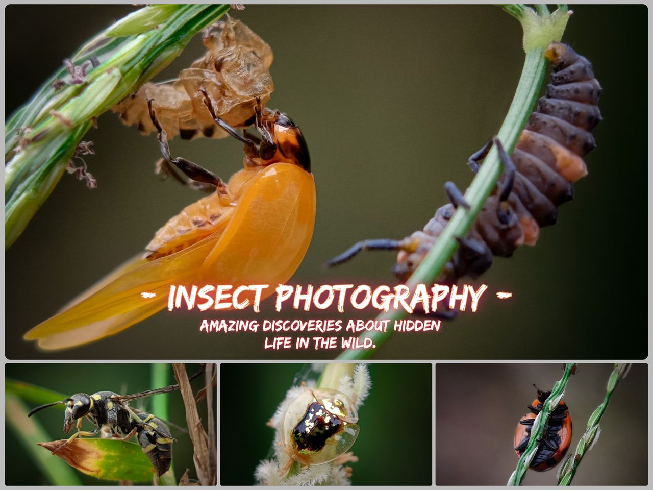 Macro photography // Amazing discoveries about hidden life in the wild.