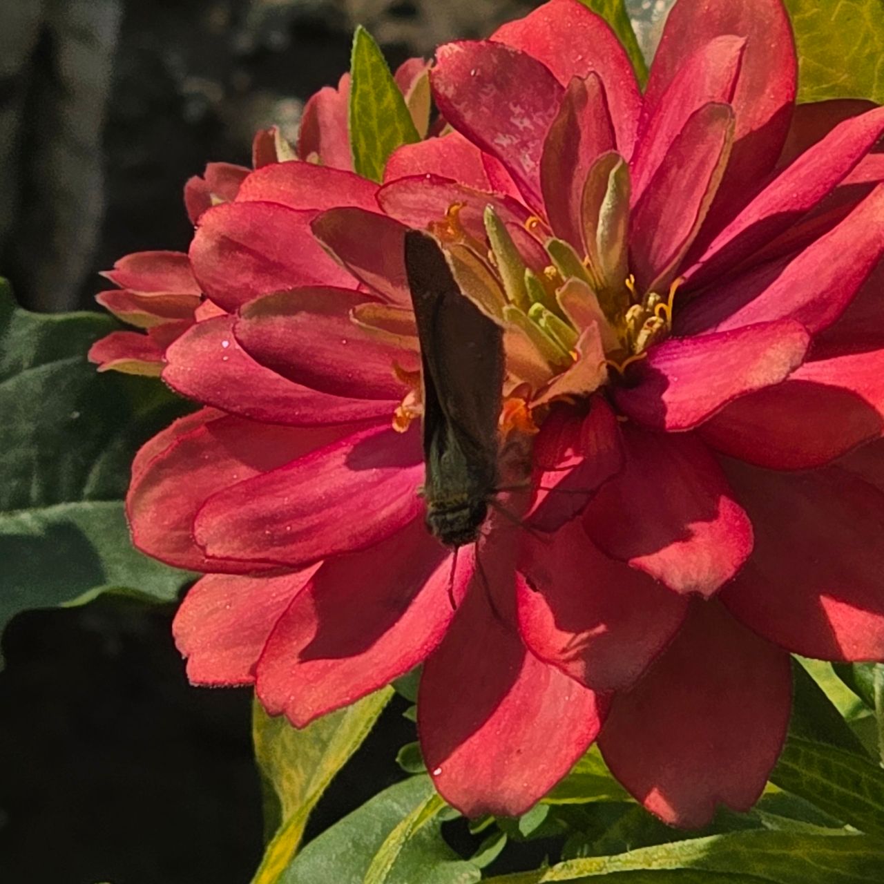 The attractive and spectacular beauty of the zinnia flower.