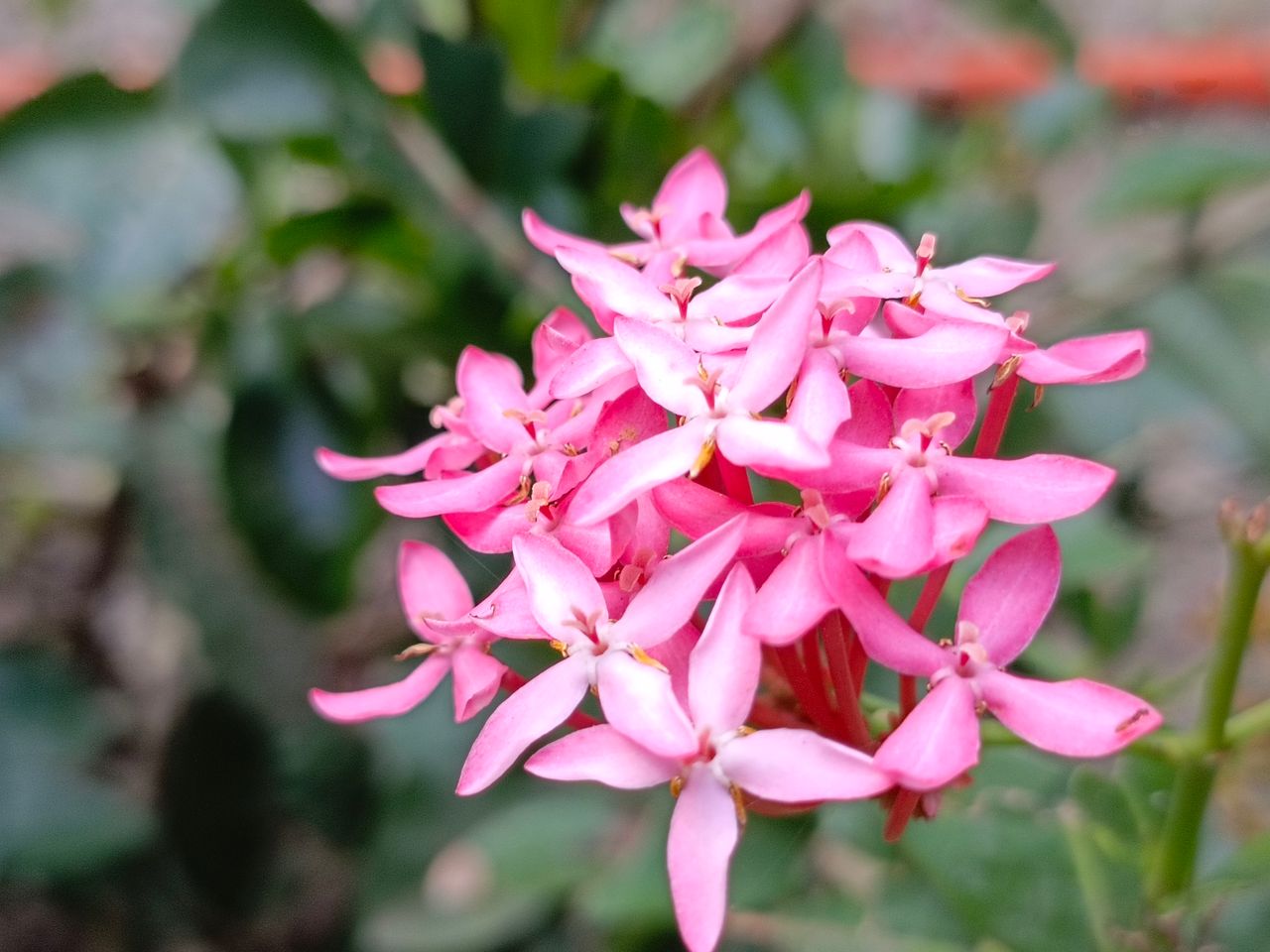 Photography of pink needle flower
