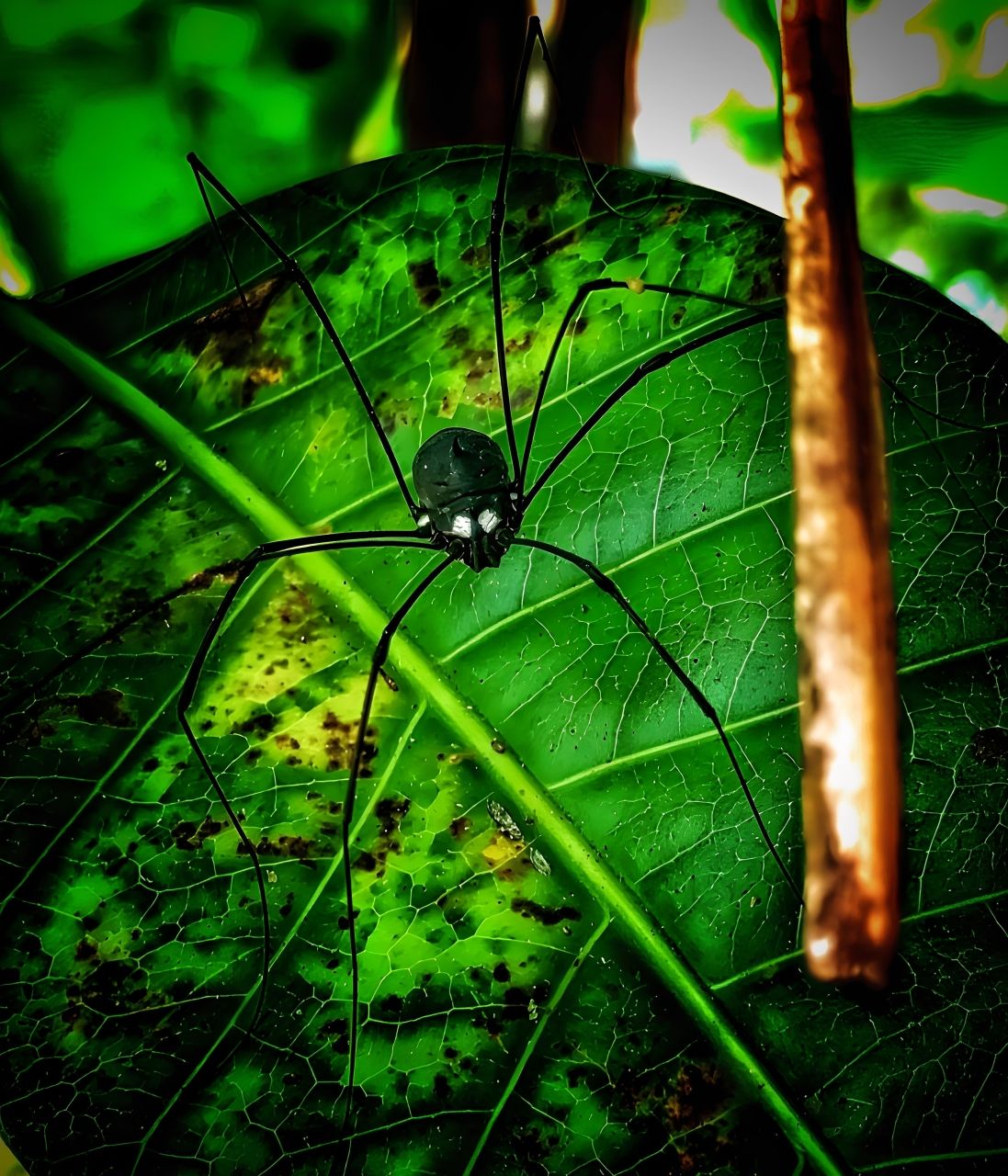 Harvestmen ~ Wildlife Photography: Photofeed Contest Round 150