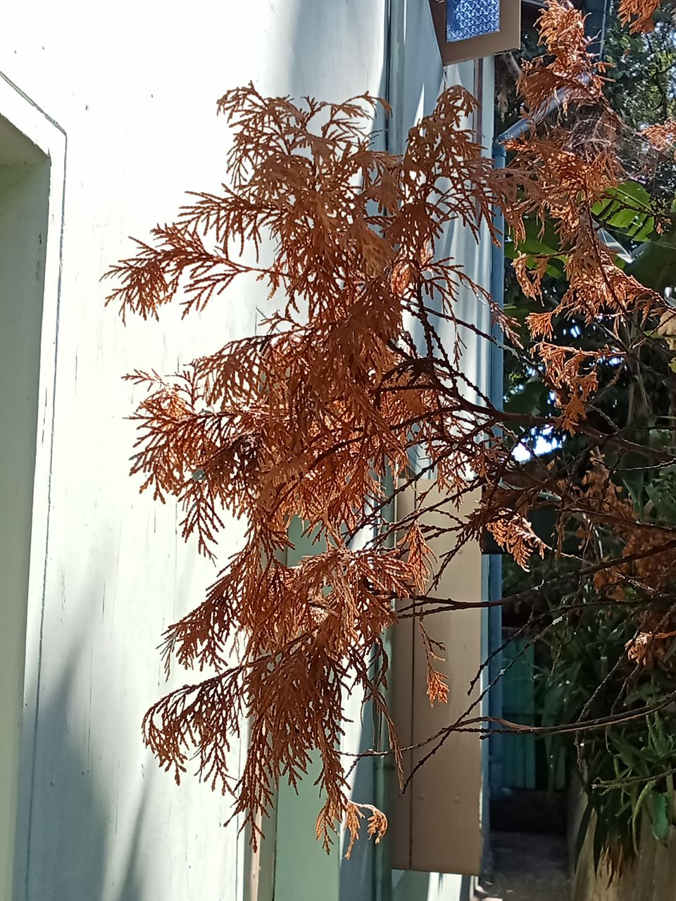 Dry Plants