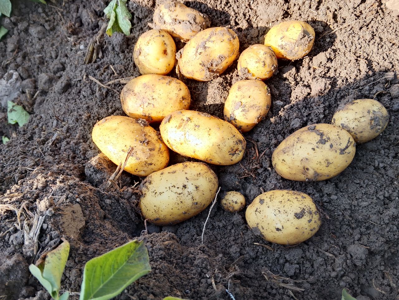 Potato Crop Failure Forces Farmers to Cry