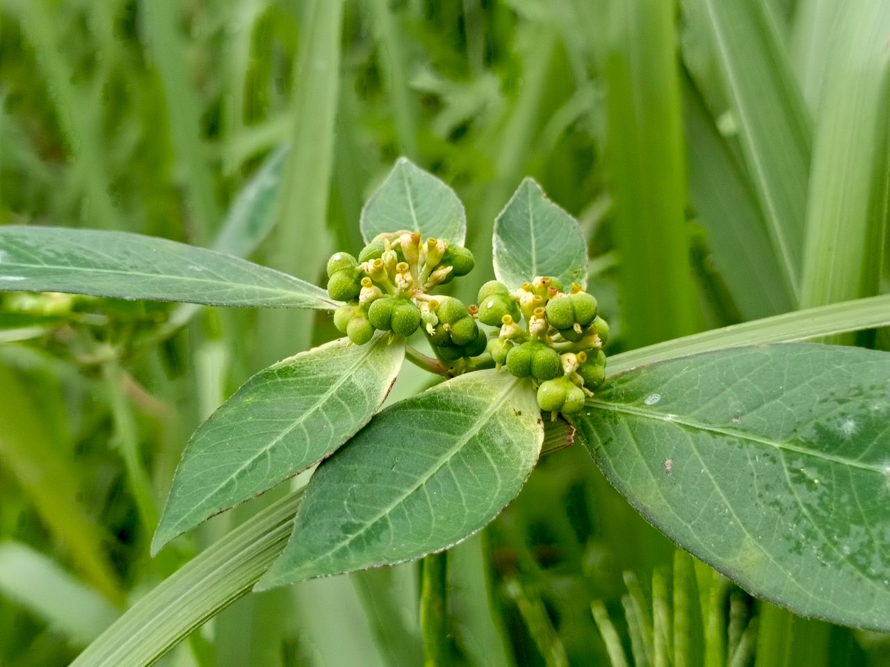Wild plant flower photography
