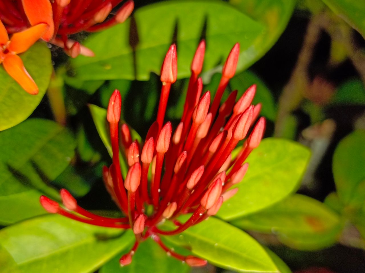 Needle flower at night
