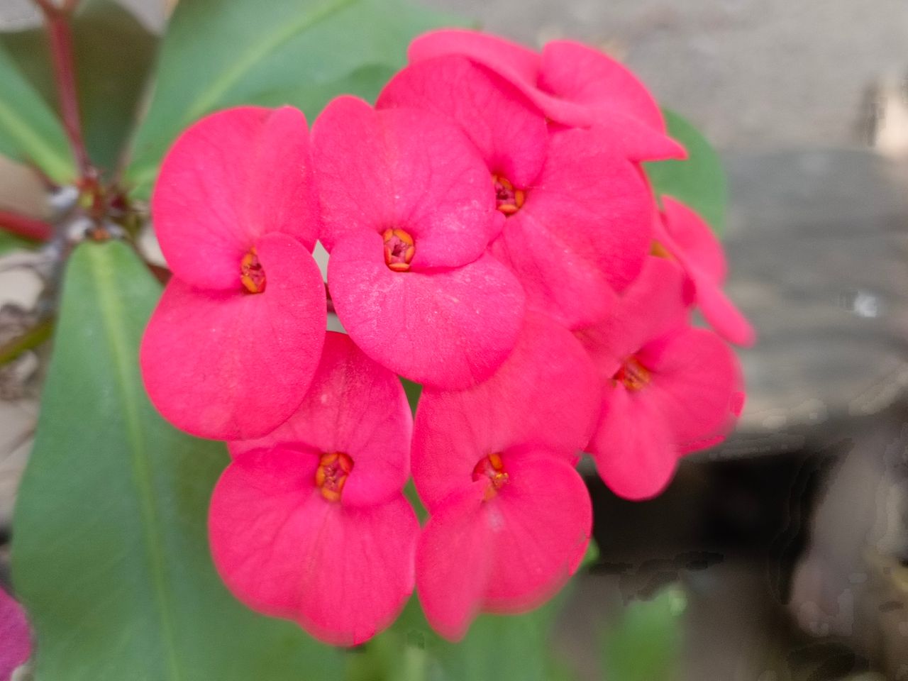 Very beautiful flowers
