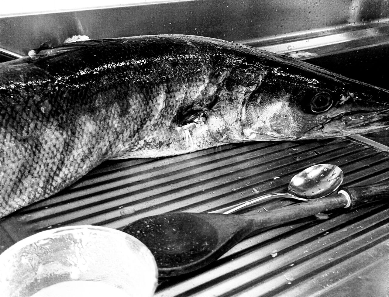 The EEL Shaped Fish (Barracuda)