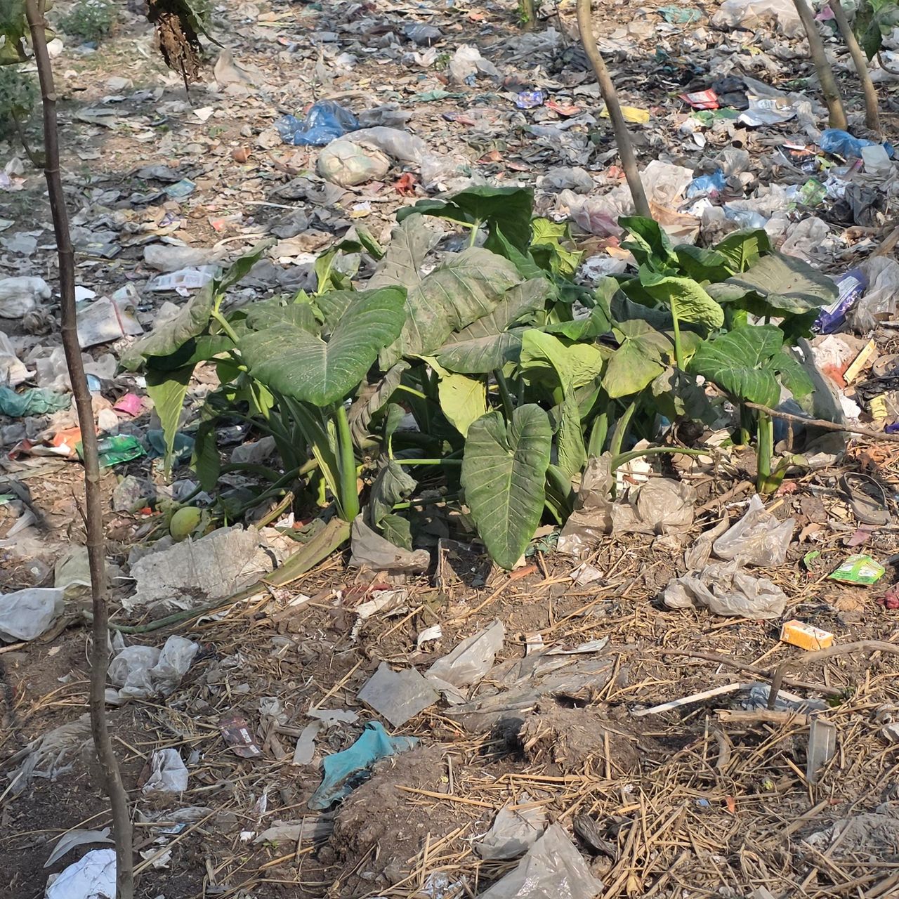 Waste recycling emphasizes the importance of environmental care.