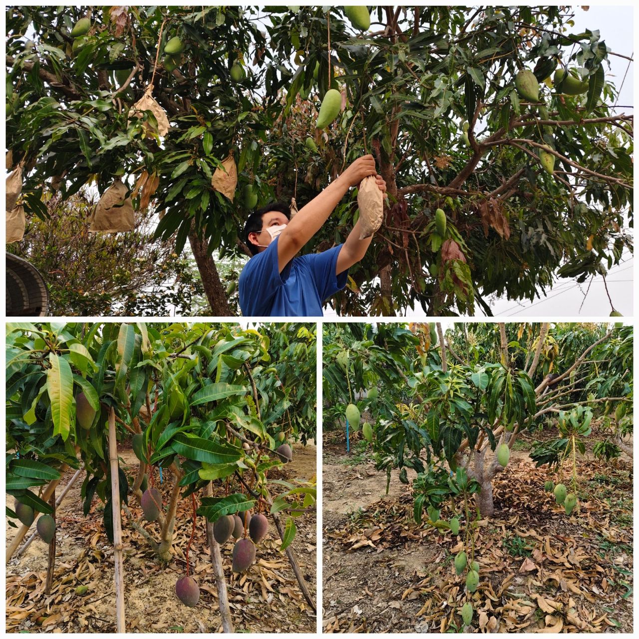 The mango trees in the home garden and longan orchard are bearing fruit.
