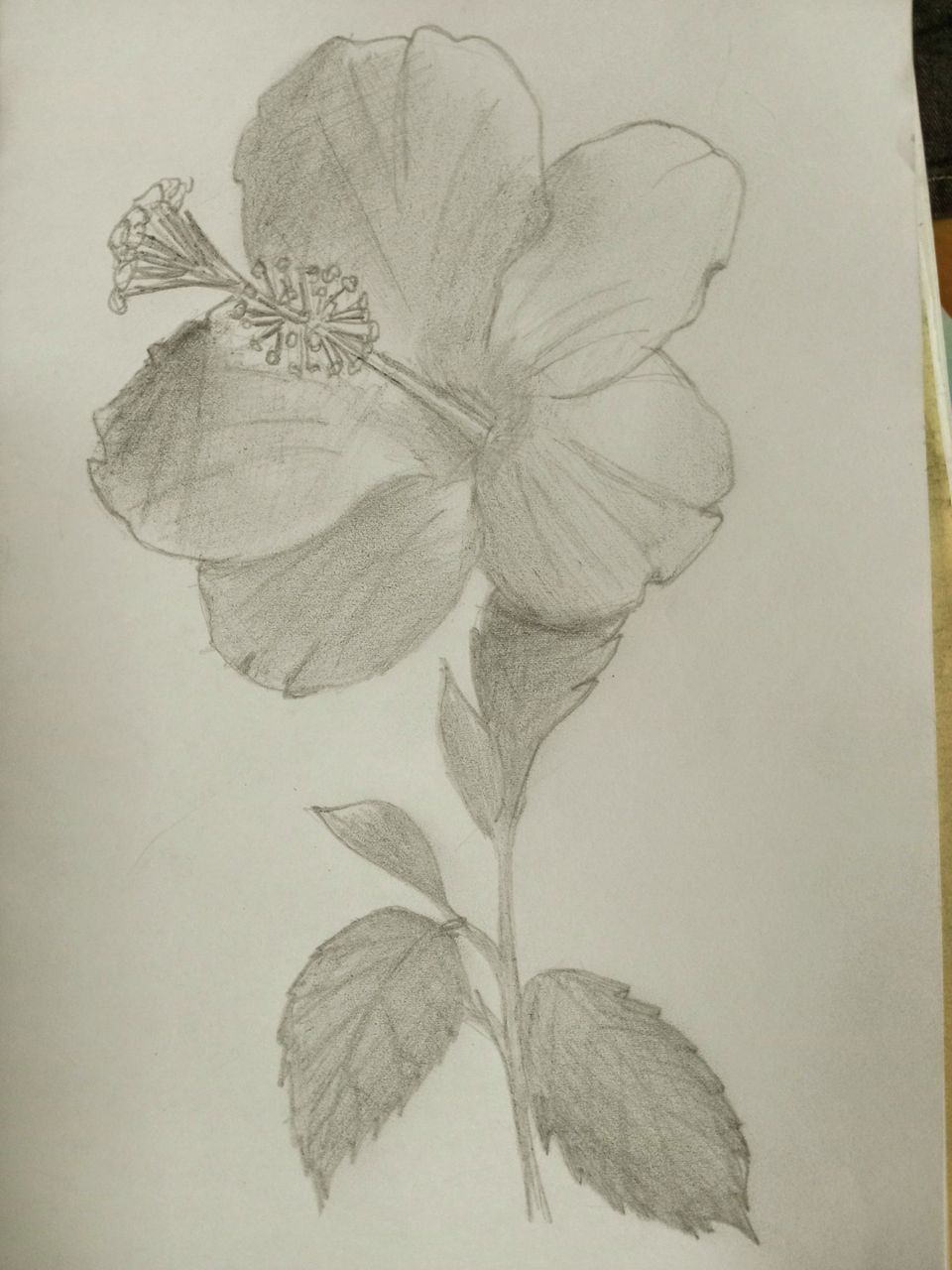 Anti-stress drawing/Dibujo anti estrés.[Eng/Esp]