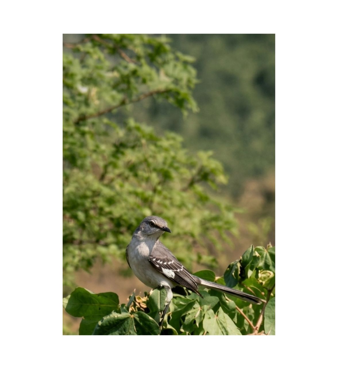 Show Me A Photo Contest Round 267-Cuban Mockingbird/ Sinsonte  (ENG- ESP)  