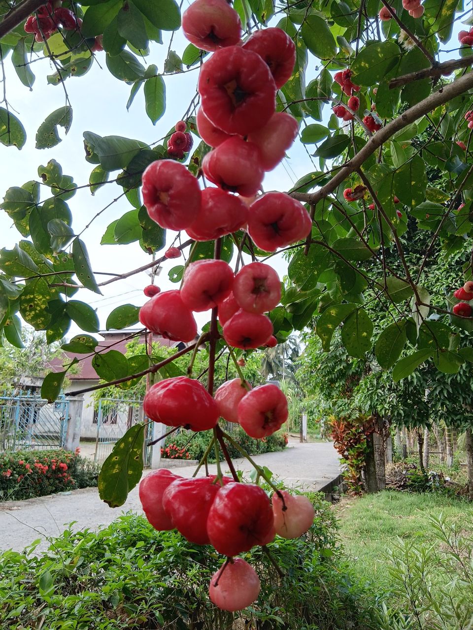 Phone Photography Contest - #103~Tempting Red Guava Fruit