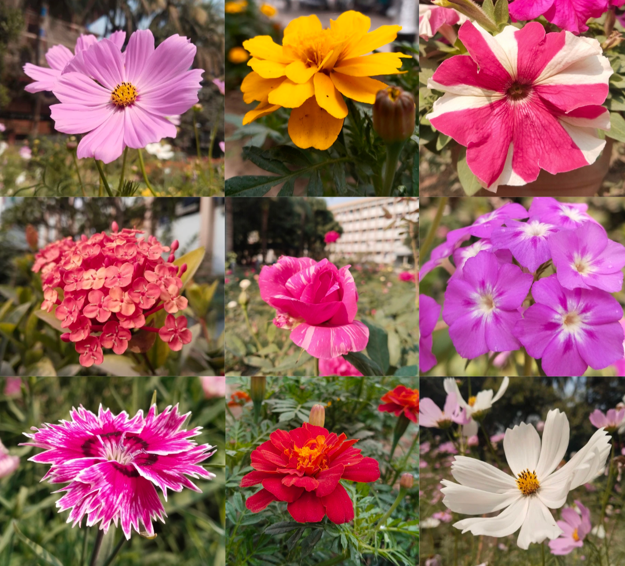 🌸Flowers Photography🌸