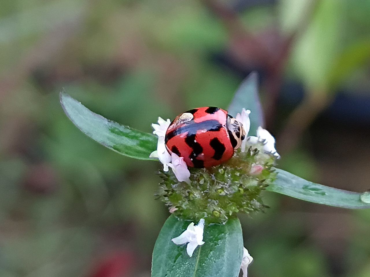 Harmonia axyridis