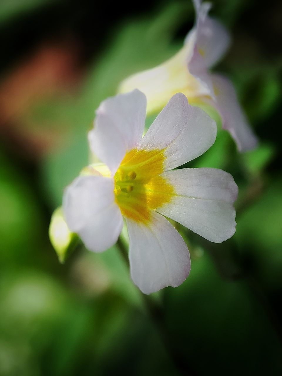 PhotoFeed Contest round 157 Macro Photography: Turnera subulata.