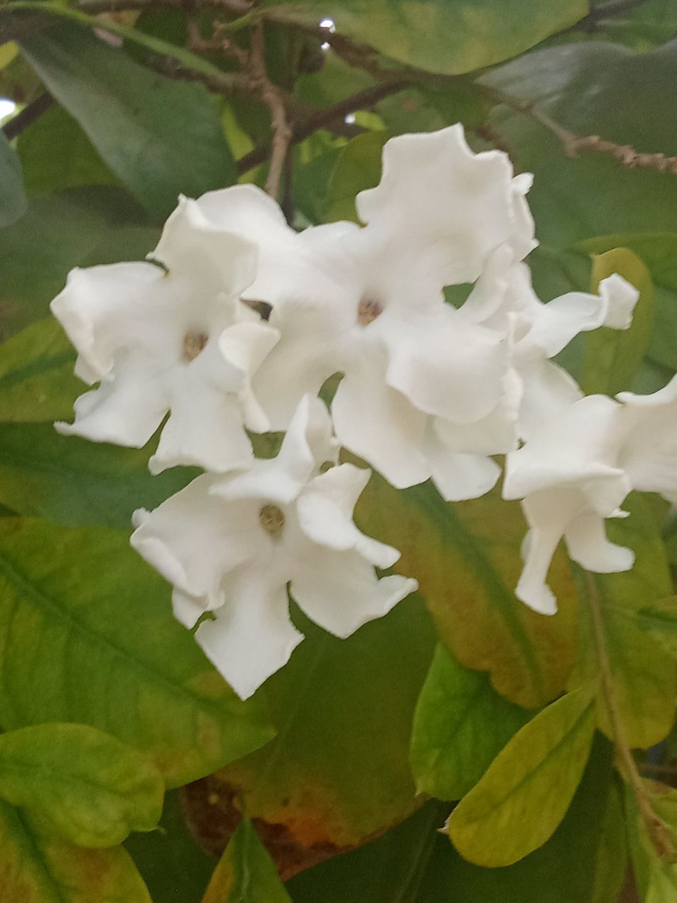 Entry for the Phone Photography Contest Round -108  "Night Jasmine"