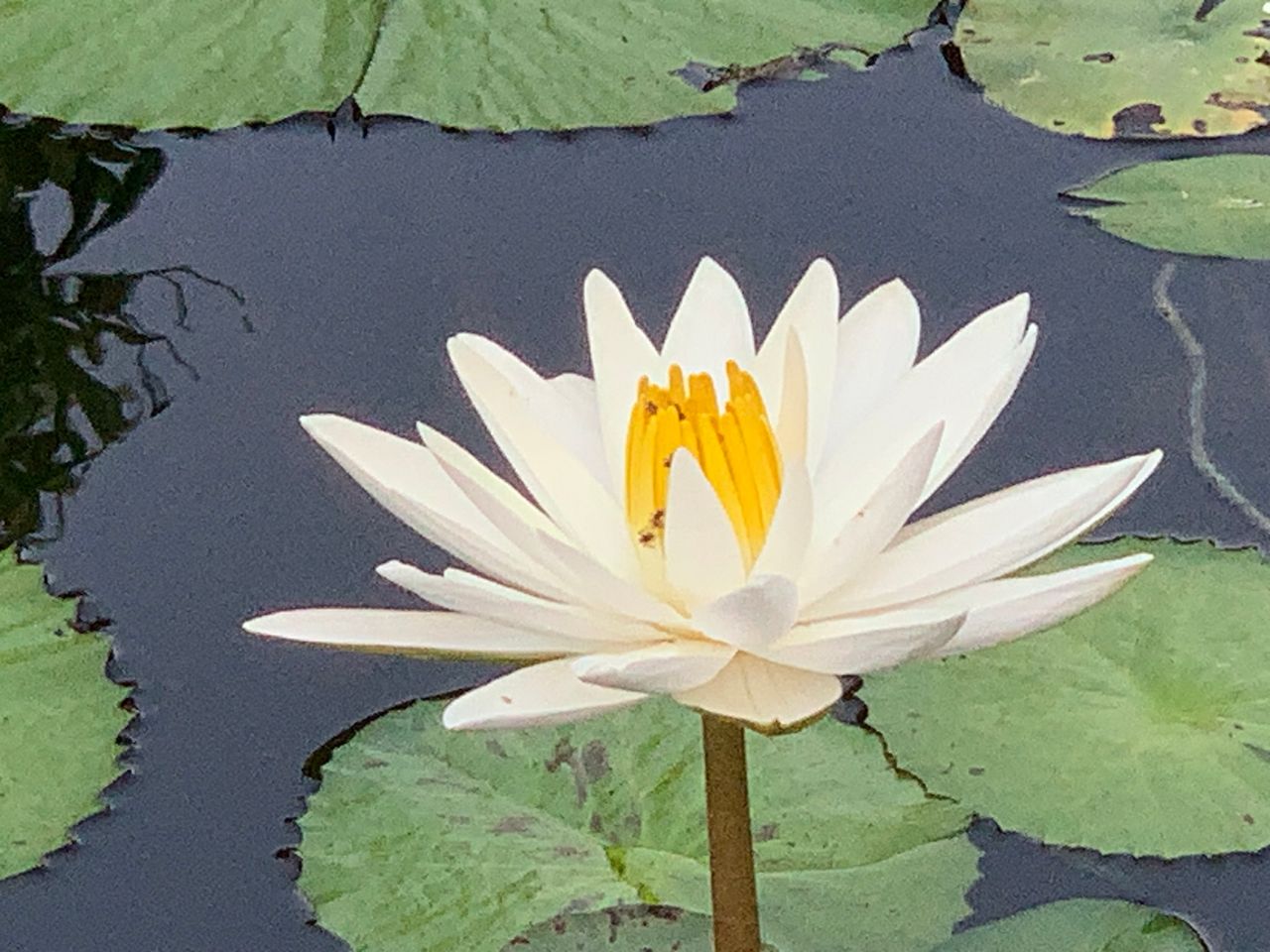Wonderful Lotus garden and cute Birds in Queen Sirikit Park