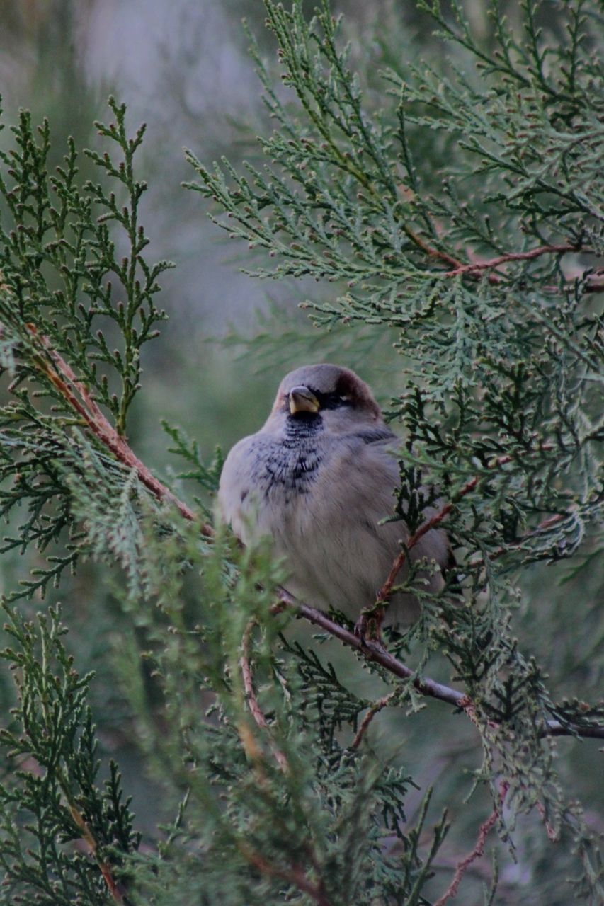A sparrow on a thuja tree. My photos on camera.