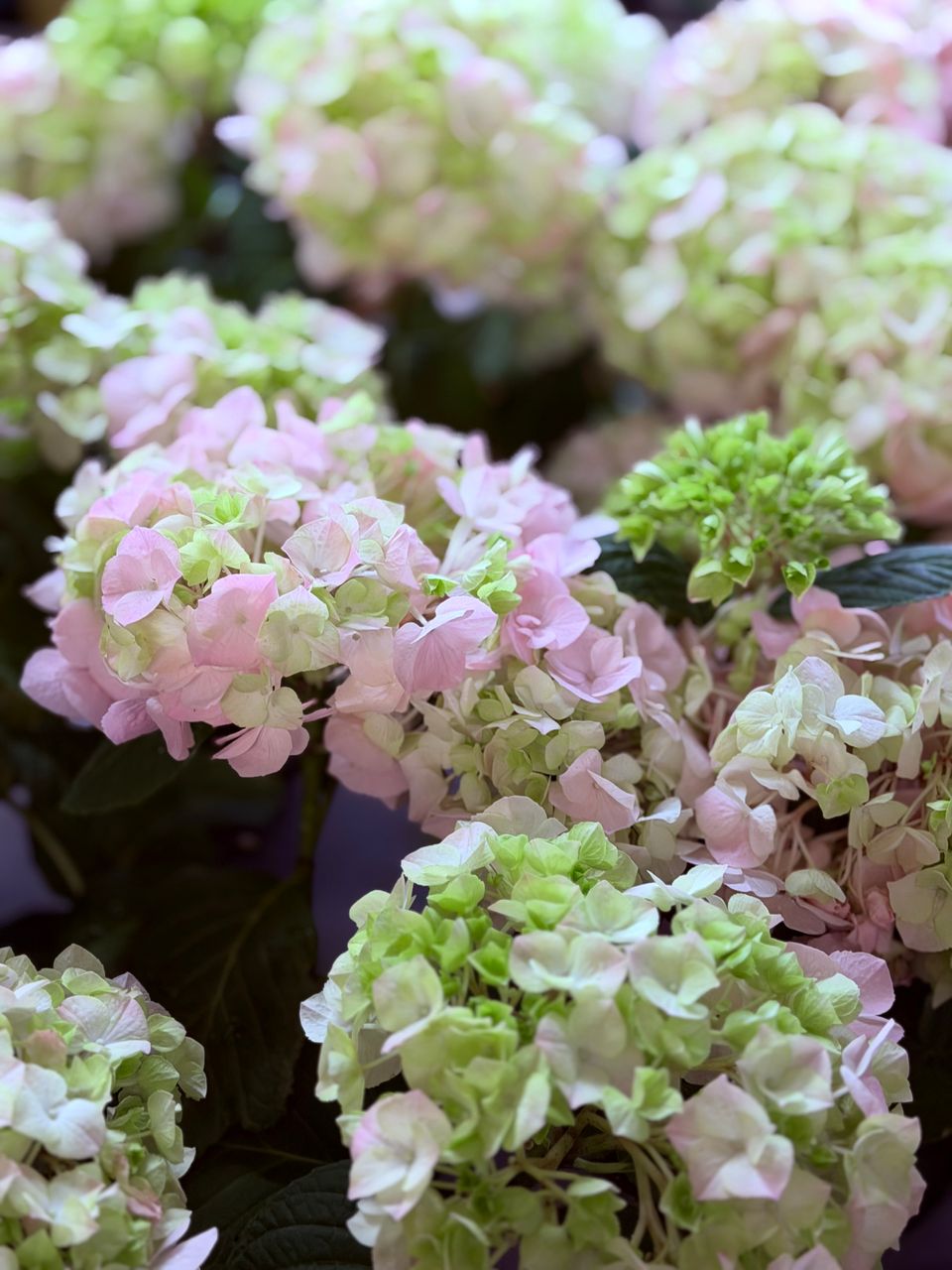 Beautiful Hydrangea Flowers.