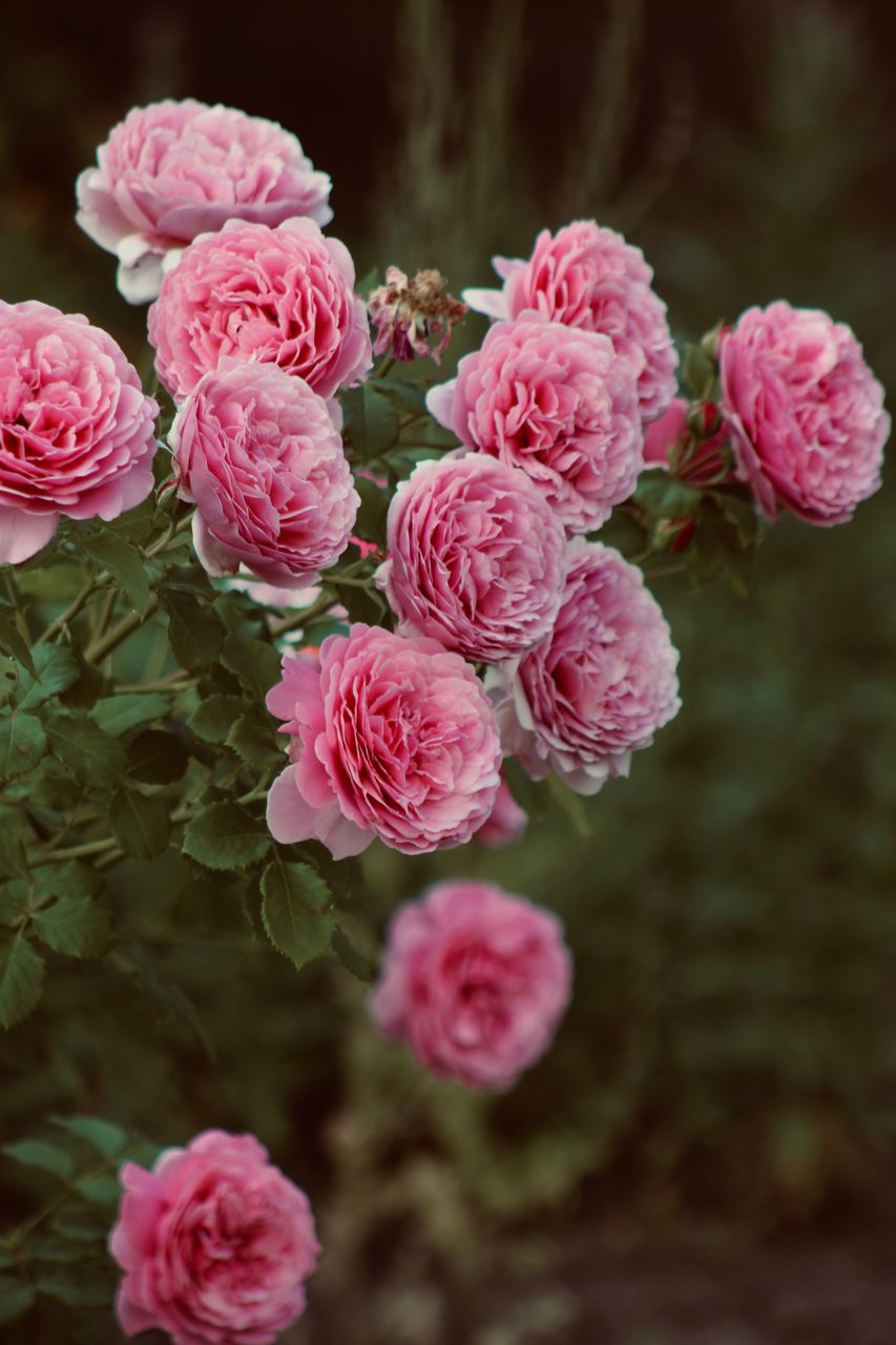 Tea rose in the garden.