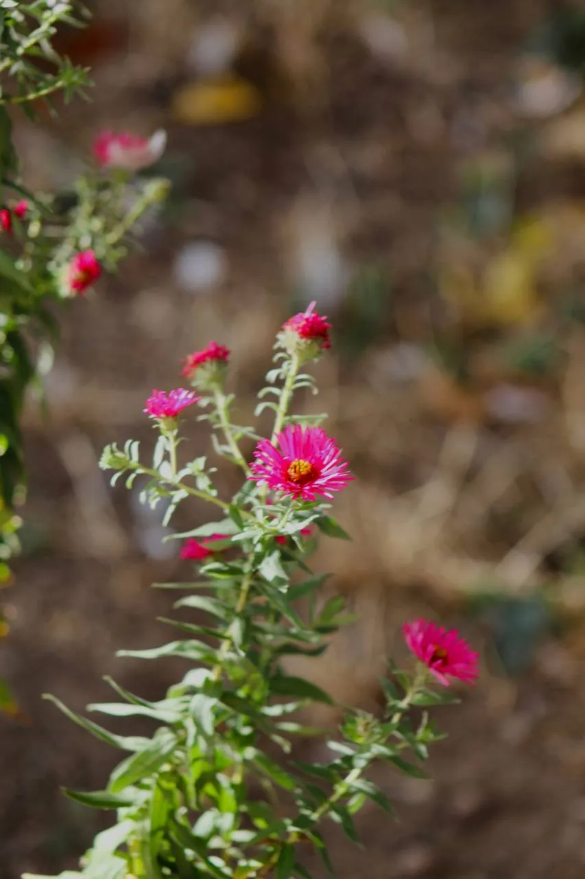 IMG_7807.jpeg