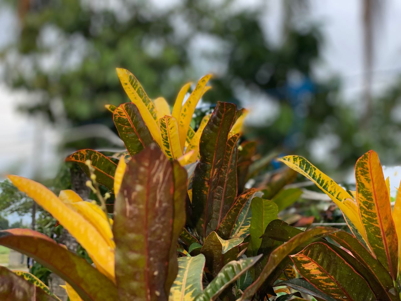 The beauty of ornamental plants 