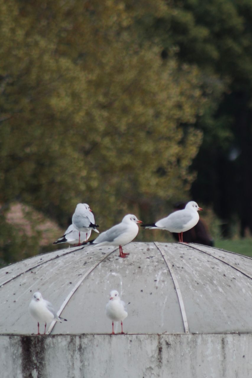 A walk in the park by the lake, where there were lake seagulls )
