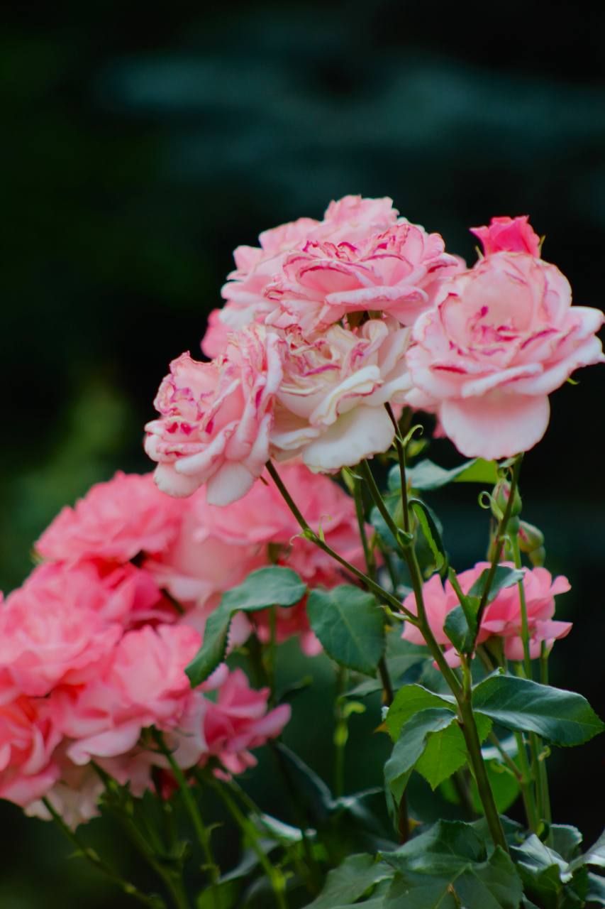 Beautiful roses 🌹