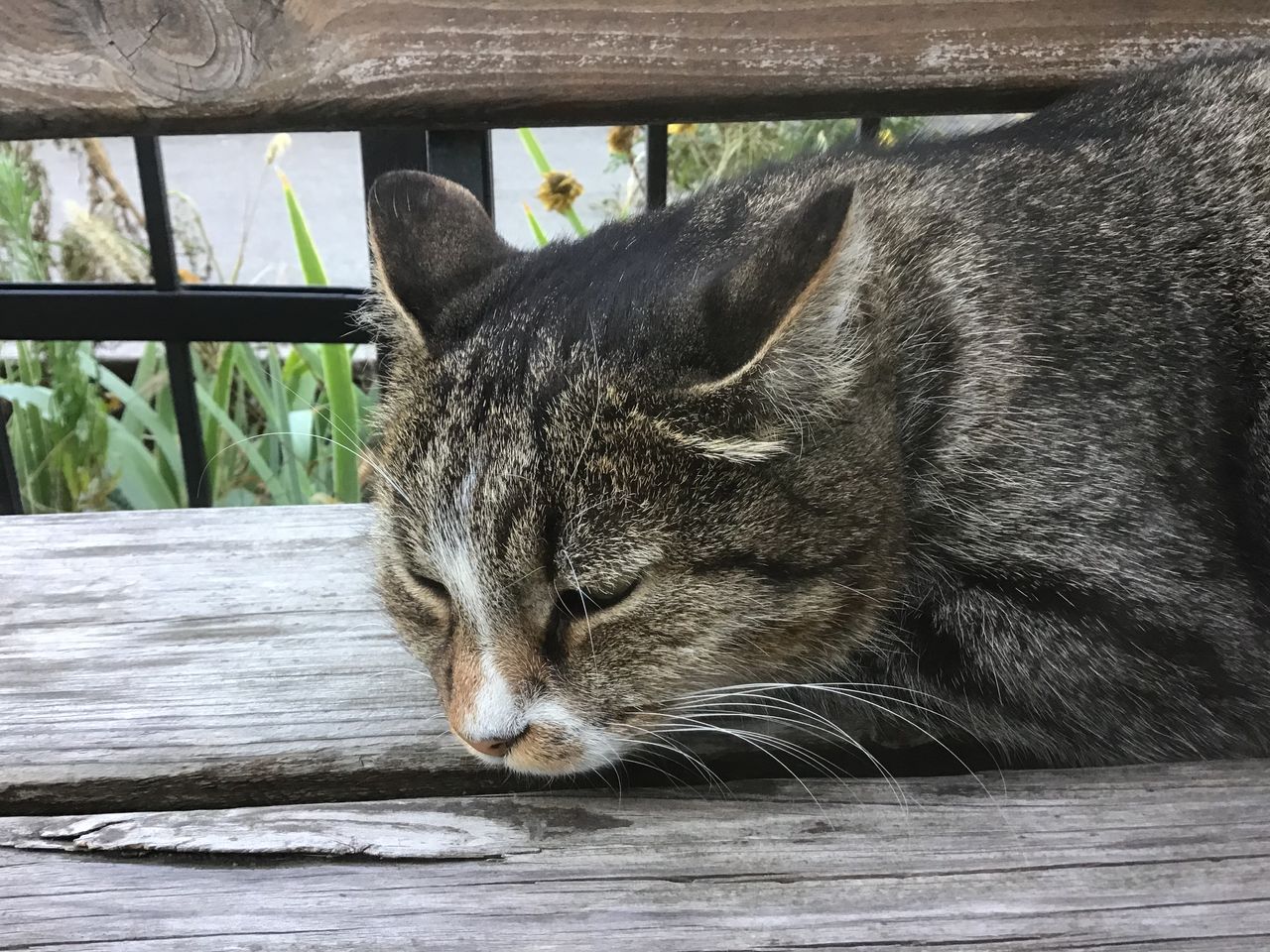 IMG_1280.jpeg