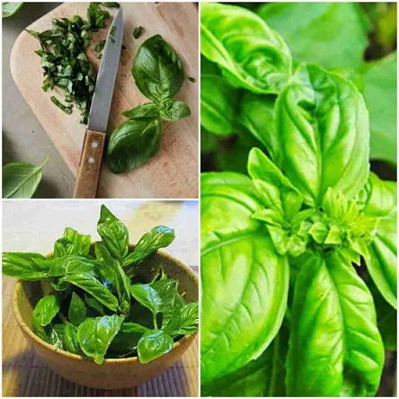 albahaca_.jpg