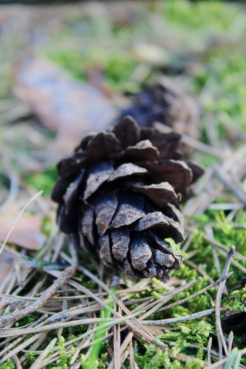 A walk 🚶 through the forest and pinecones on the ground.