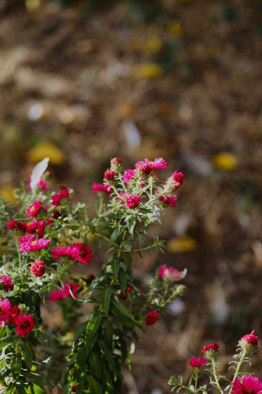 Garden aster.