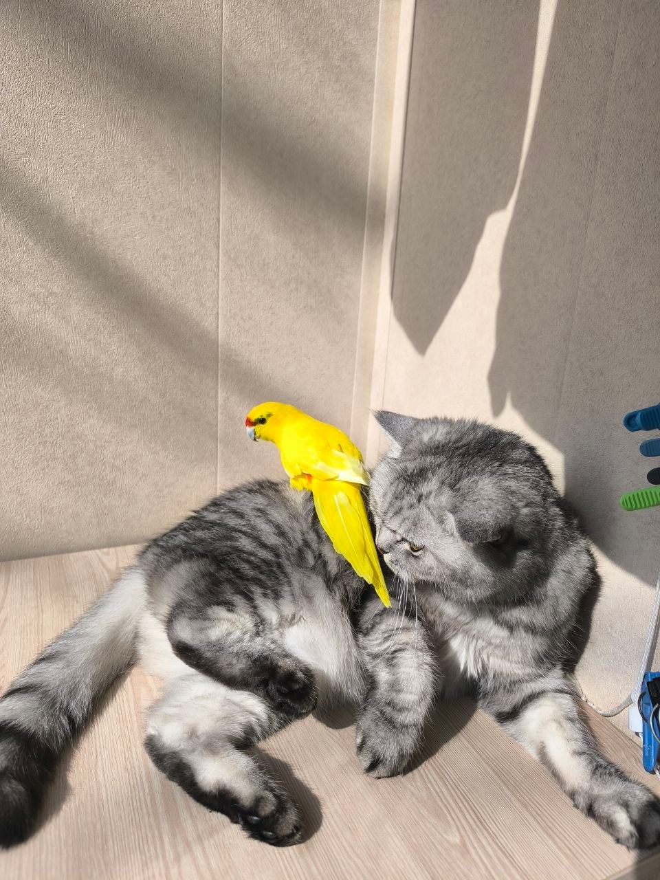 Sonya and Pikachu)