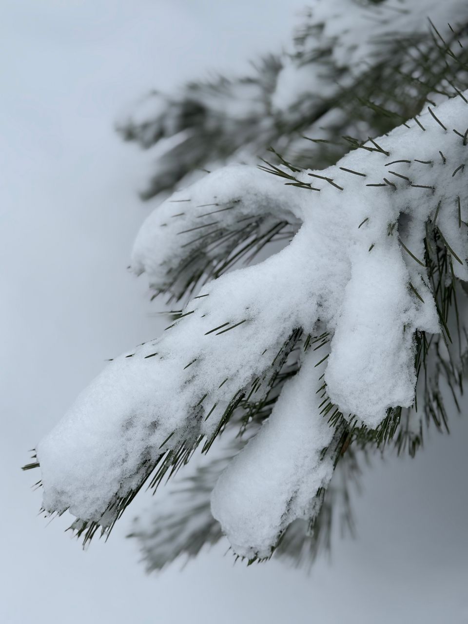 Pine tree 🌲 How beautiful it is in winter ❄️