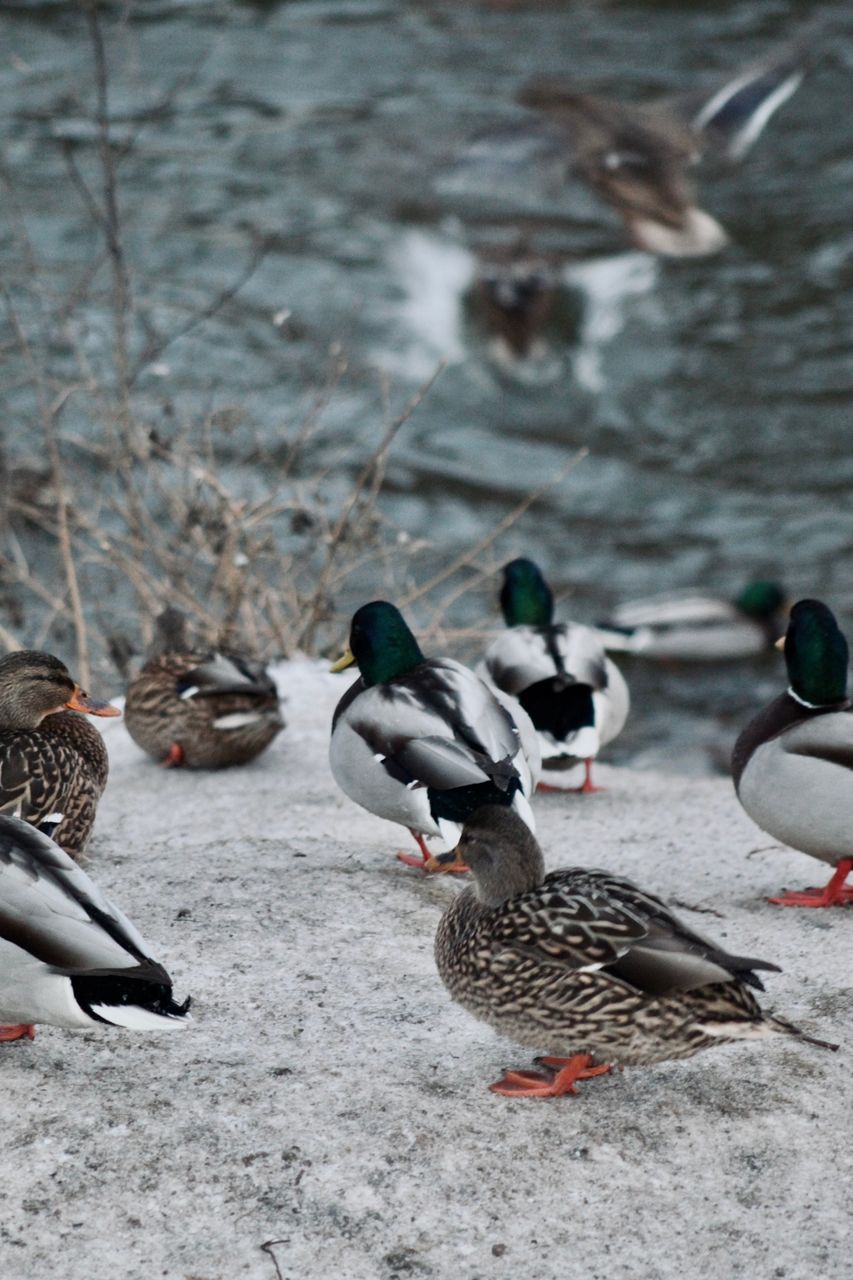 Mallards 🦆 on the lake in winter.