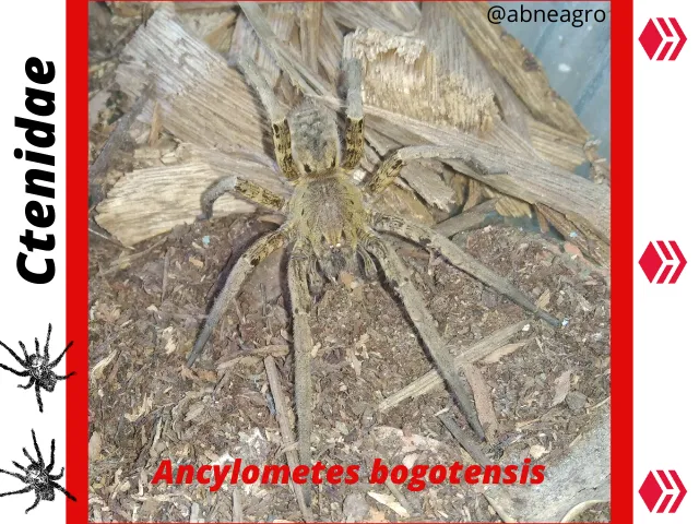 @abneagro.png