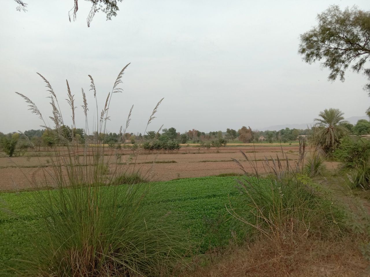 green field #21