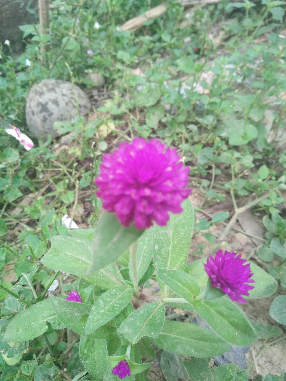 IMG20180128092916.jpg